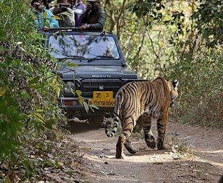 The Village And Tiger Tour